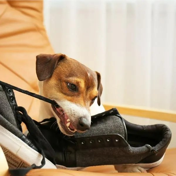 ¿Por qué mi perro se come los zapatos y las medias? Clave estaría en juguetes