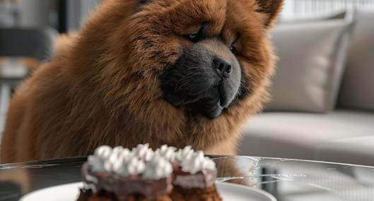 Conozca qué es lo que sucede cuando su perro come un pedazo de pastel o ponque de chocolate. Y además, qué puede hacer si se intoxica.