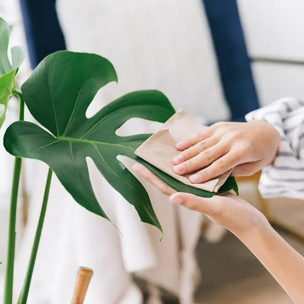 ¿Cómo se limpian las hojas de las plantas? 