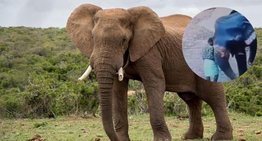 Video | Elefante atacó y mató a su cuidador luego de que este lo golpeara con un palo.