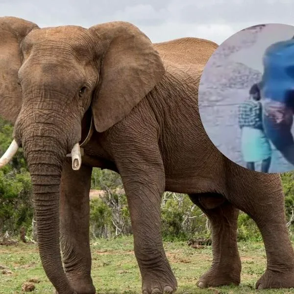 Video | Elefante atacó y mató a su cuidador luego de que este lo golpeara con un palo.