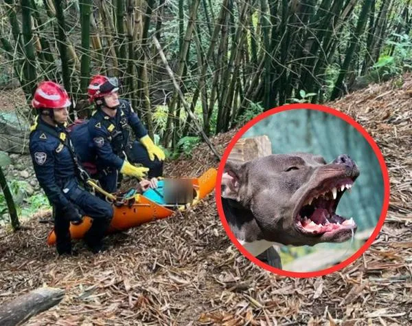 Ataque de 3 pitbulls: mujeres quedaron heridas y terminaron rodando por barranco