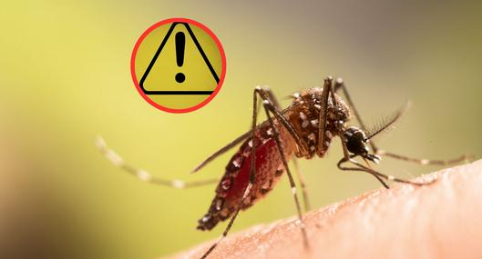 Registran casos de virus oropouche por primera vez en Colombia, similar a dengue
