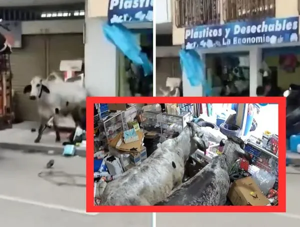 Vacas causaron miedo en Corinto, Cauca: se metieron a local y destrozaron todo