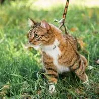 ¿Se puede pasear un gato con correa? Conoce la respuesta