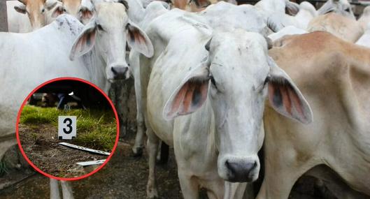 Una mujer de 40 años muere aplastada por un rebaño de vacas en Austria