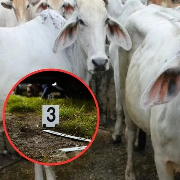Una mujer de 40 años muere aplastada por un rebaño de vacas en Austria