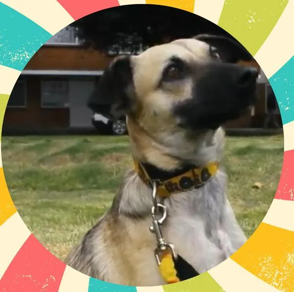 Taco, el perrito que busca hogar en Bogotá.