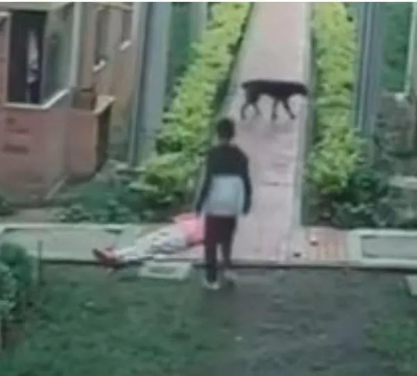 Video | Dolorosa caída: Adulta mayor lucha por su vida tras ser derribada por perro en Zipaquirá