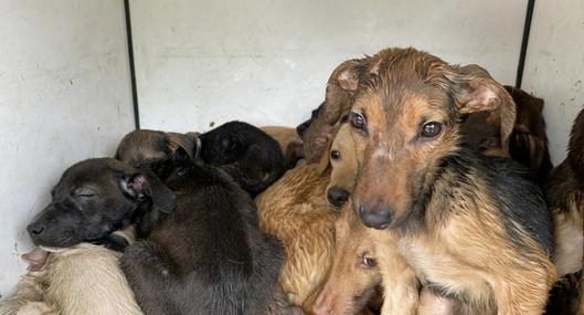 Rescataron a 40 animales que estaban en precarias condiciones en una vivienda de Medellín
