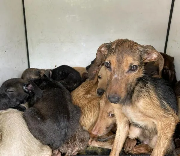 Rescataron a 40 animales que estaban en precarias condiciones en una vivienda de Medellín