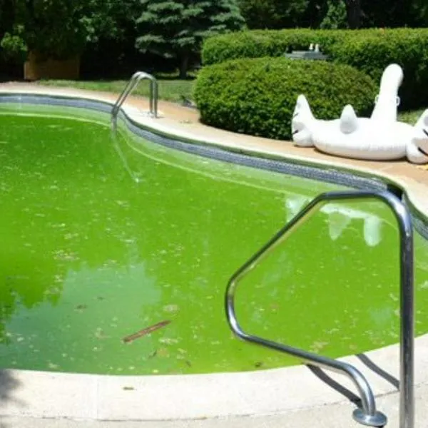 ¿Por qué el agua de las piscinas se pone verde? Así lo puede solucionar