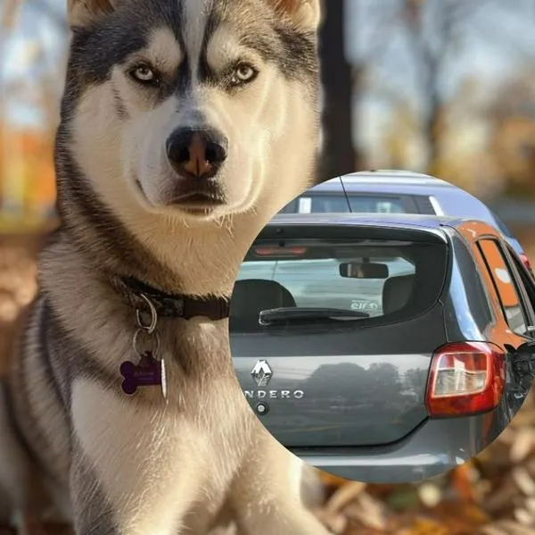 Recomendaciones para viajar con las mascotas por tierra en el puente festivo