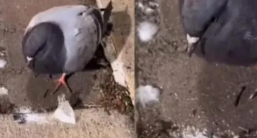 “La paloma nea” se habría drogado con bolsa de 'polvo blanco' que encontró tirada 