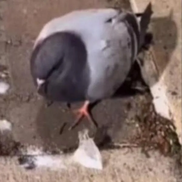 “La paloma nea” se habría drogado con bolsa de 'polvo blanco' que encontró tirada 