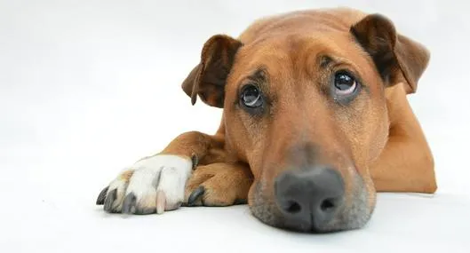 Judicializan a empleada de tienda de mascotas y a dueño de perros por maltrato animal en Antioquia