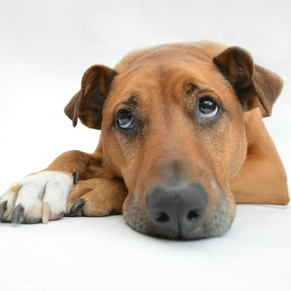 Judicializan a empleada de tienda de mascotas y a dueño de perros por maltrato animal en Antioquia