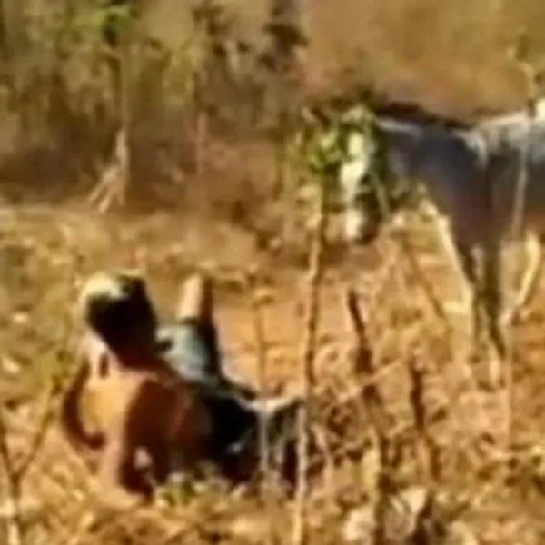 (Video) Burro que era maltratado se cansó y cobró venganza contra su dueño 