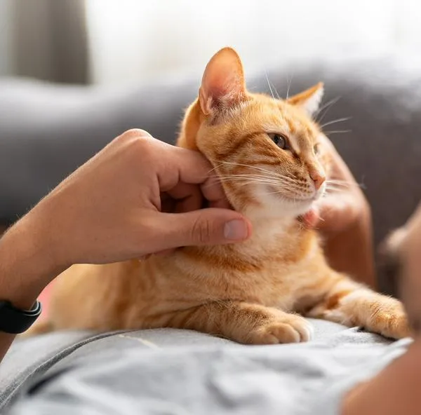 Problema de gatos se puede solucionar fácil.
