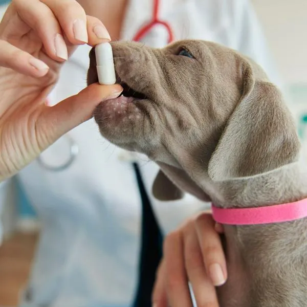 Qué pasa si mi perro se come un acetaminofén; expertos aclaran dudas.