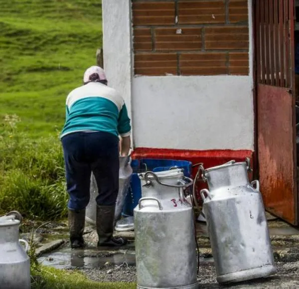 Se agrava la crisis lechera: campesinos están botando la leche que producen por falta de compradores 