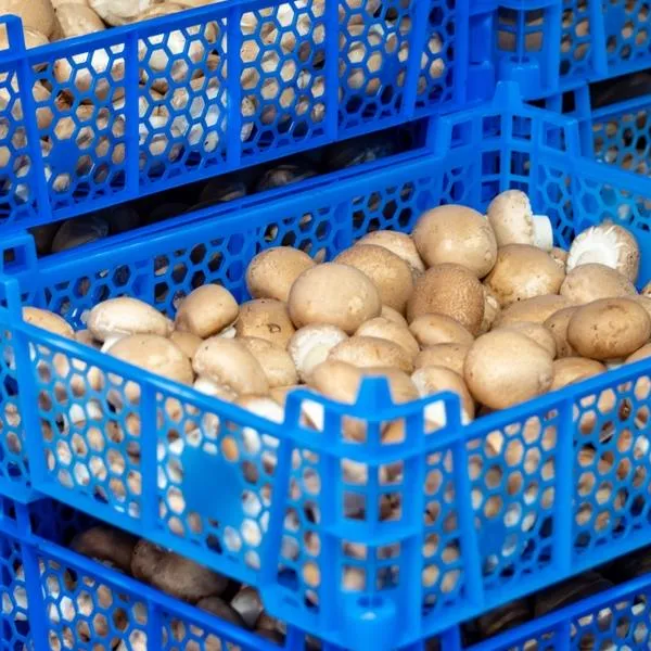 ¿Se deben lavar los champiñones?