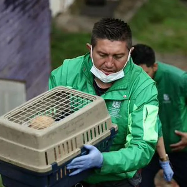 Rescatan en Bosa a dos perros, víctimas de  maltrato