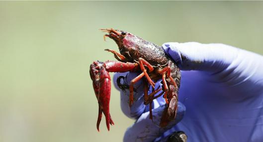 Alertan por el hallazgo de un cangrejo rojo en Santander: puede portar virus y parásitos que afectan el cerebro
