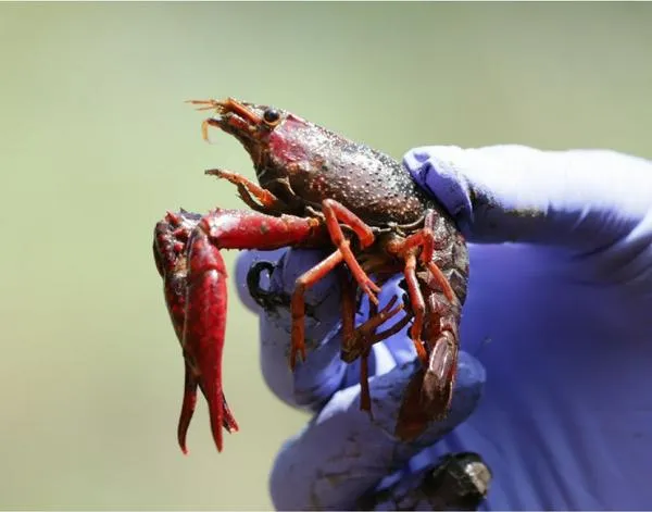 Alertan por el hallazgo de un cangrejo rojo en Santander: puede portar virus y parásitos que afectan el cerebro