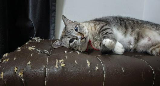 Gato, en nota sobre por qué los gatos arañan los muebles y cómo evitarlo