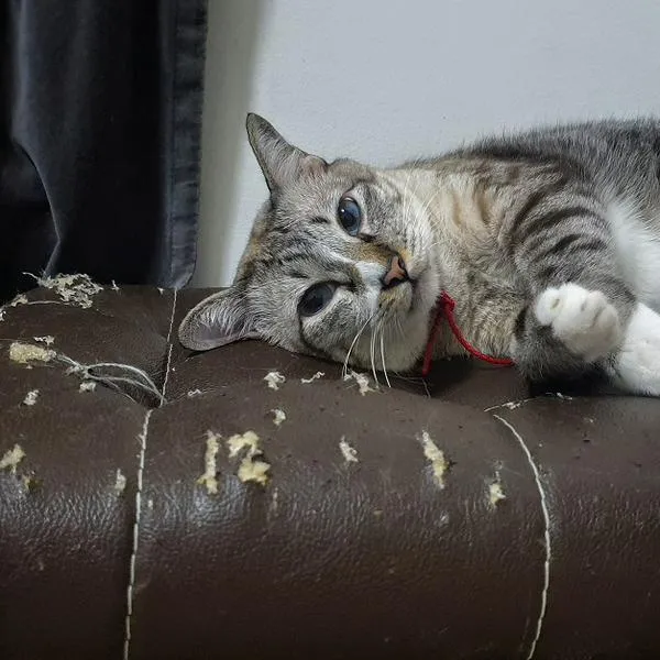 Gato, en nota sobre por qué los gatos arañan los muebles y cómo evitarlo