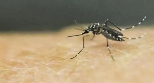 Vacuna contra el dengue ya está disponible en Barranquilla: esto cuesta y así se aplica