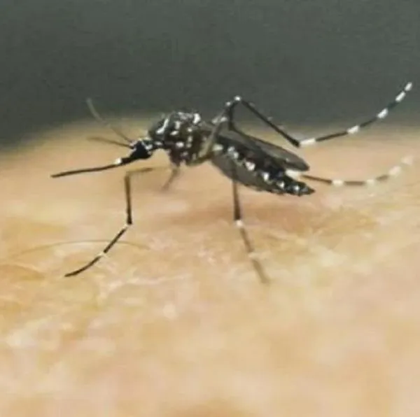 Vacuna contra el dengue ya está disponible en Barranquilla: esto cuesta y así se aplica