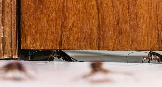 ¿Cómo hacer para que las cucarachas no entren por la puerta?