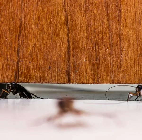 ¿Cómo hacer para que las cucarachas no entren por la puerta?
