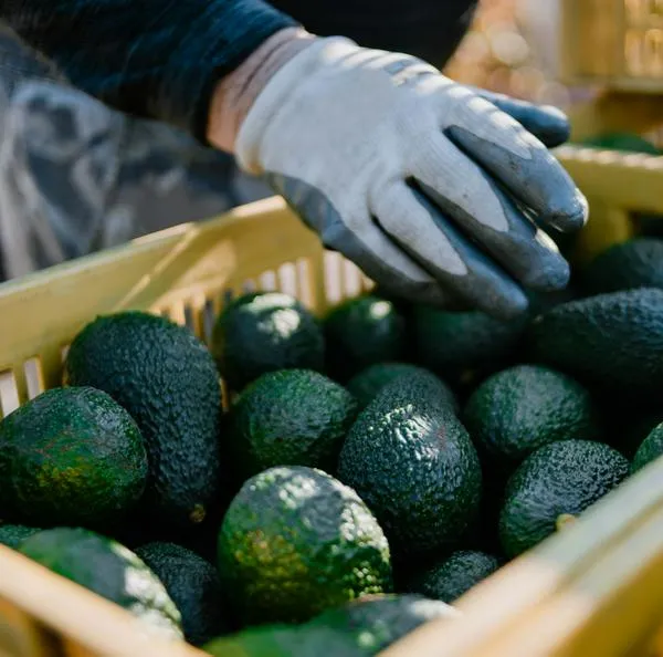 Empresas de aguacate de Colombia, con problemas de vías para exportar la fruta