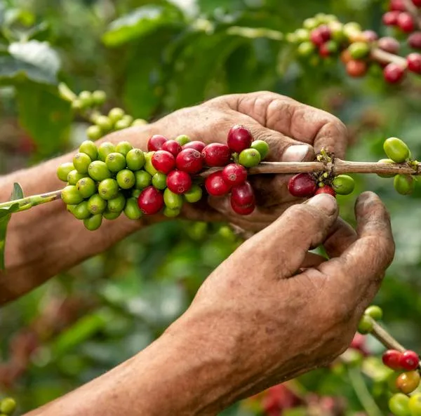 Café colombiano tuvo su mejor producción en 2024 luego de tres años de bajas