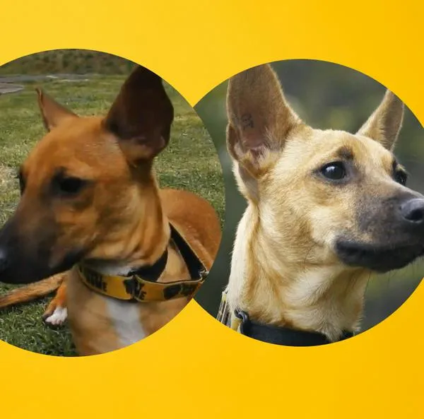 Adopción de perritos en Bogotá. 