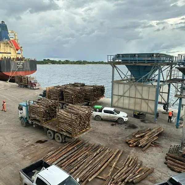 Córdoba exporta 15.000 toneladas de madera de eucalipto a España