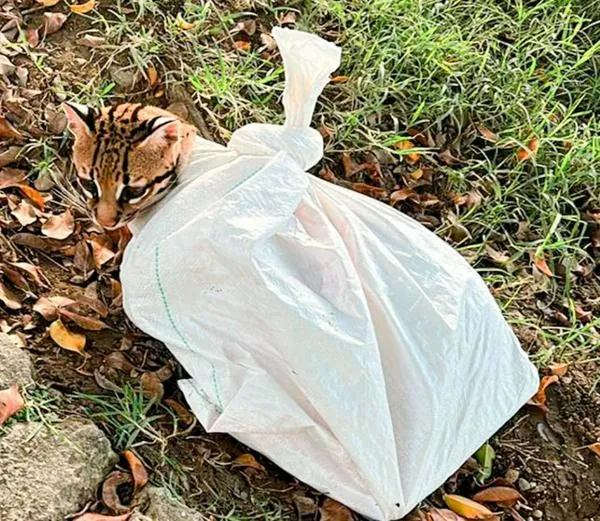 Golpeado, amarrado y metido en un costal, fue rescatado un ocelote en Copacabana