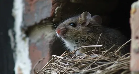 Siga estos pasos para encontrar el nido de ratones en su casa y conozca qué hacer para lograr eliminarlo, y ahuyentar a esta plaga.