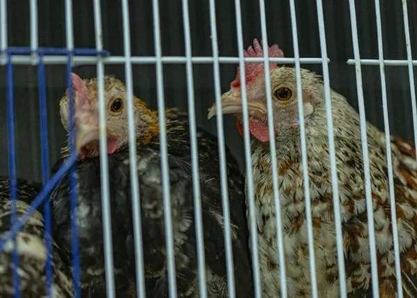 Hacinados y estresados: así estaban 150 animales de un local comercial en el sur de Bogotá