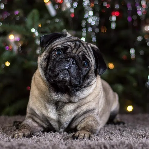 Clínica veterinaria debe indemnizar a una familia por la muerte de su mascota.