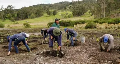 ¿Qué es el retamo? Especie invasora de ecosistemas y cómo se combate en Colombia