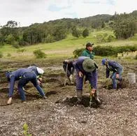 Avanza lucha contra especie invasora de ecosistemas; plan de reforestación es necesario