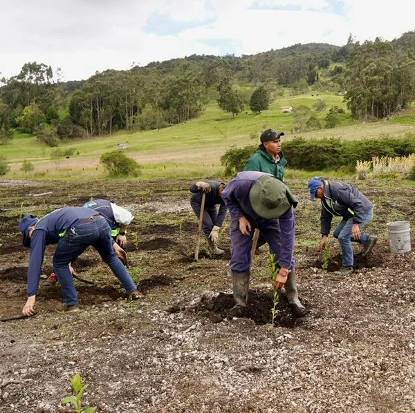 ¿Qué es el retamo? Especie invasora de ecosistemas y cómo se combate en Colombia