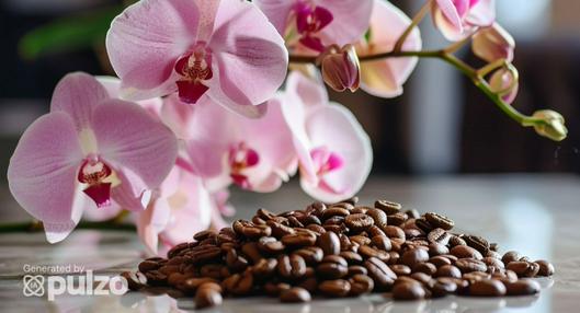 Conozca cómo usar el café para nutrir y darle vida a sus orquídeas. Este producto tiene muchos beneficios y funciona como fertilizante.