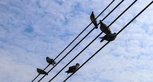 ¿Por qué las aves no se electrocutan en los cables de alta tensión? 