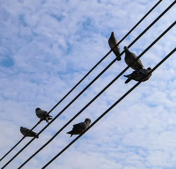 ¿Por qué las aves no se electrocutan en los cables de alta tensión? 