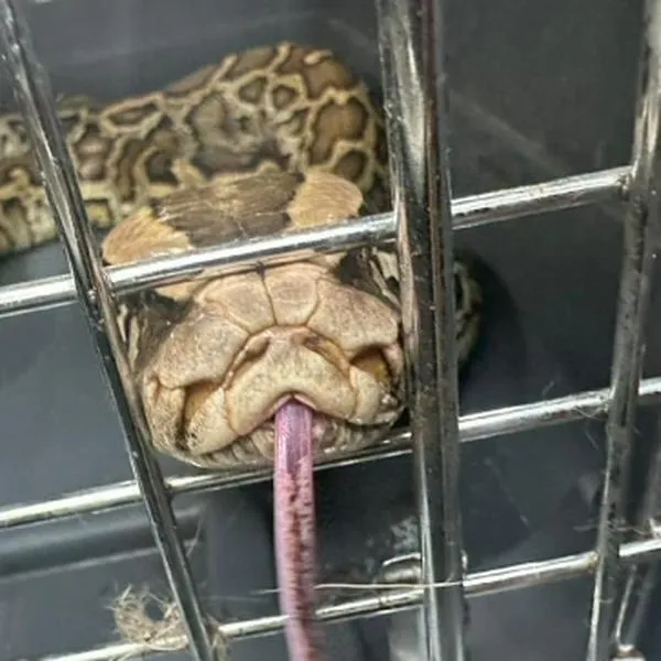 Entregaron a la CVC una de las serpientes más grandes del mundo que tenían como mascota